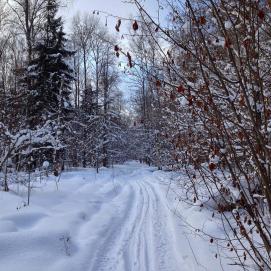 Отправляйтесь в выходные на поиски самой красивой лыжни Подмосковья⛷