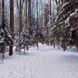 Доброе лесное утро // Good morning in forest