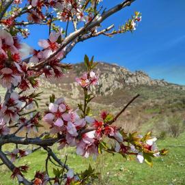 Веточка цветущего миндаля на фоне горы Демерджи // A sprig of flowering almond in front of Demergie mountain 