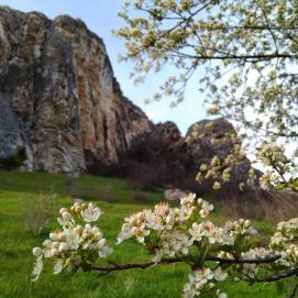 Сохраняй себе календарь цветения Крыма, чтобы запечатлеть эти волшебные явления природы ❄Предвестники весны - подснежники, появляются с середины февраля. Следующими идут миндальные деревья, конец февраля-начало марта.