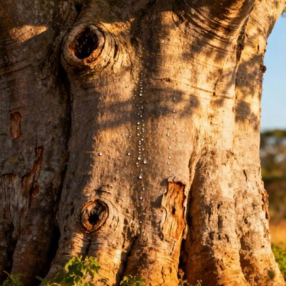 Баобабы: оазисы пустынь