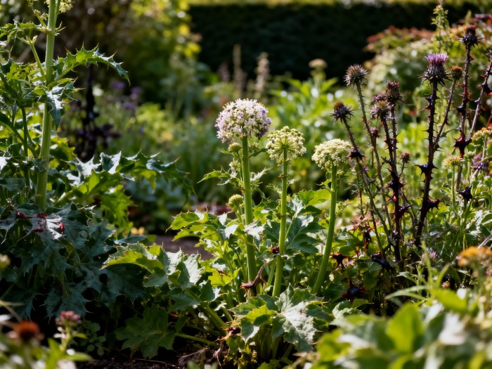 Смертельно опасные растения в саду Алвик