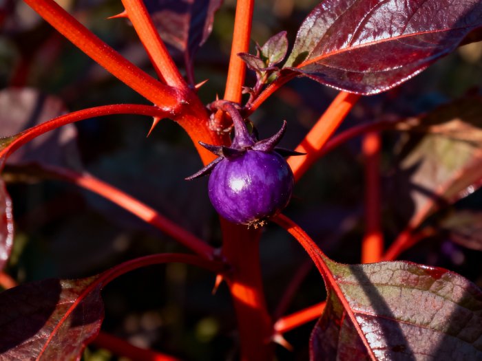 Ядовитые растения и их секреты