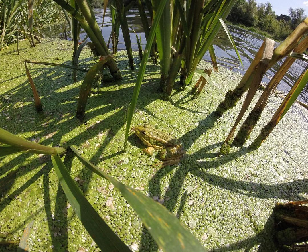 Мастер маскировки???? #gopro #river #frog