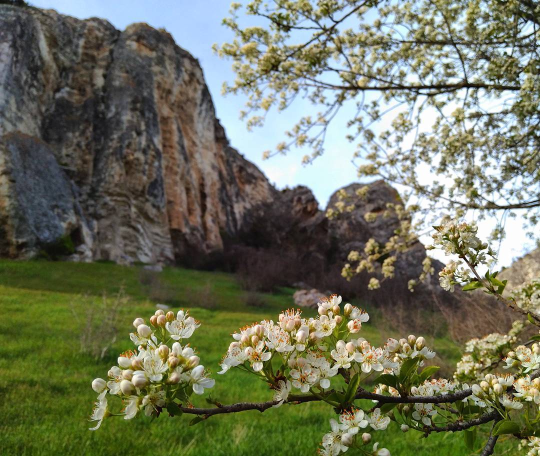 Сохраняй себе календарь цветения Крыма, чтобы запечатлеть эти волшебные явления природы???? ❄Предвестники весны - подснежники, появляются с середины февраля